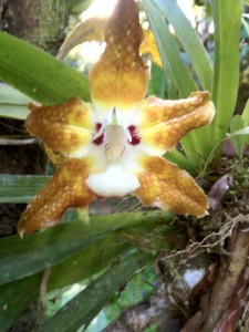 Cat Face Orchid